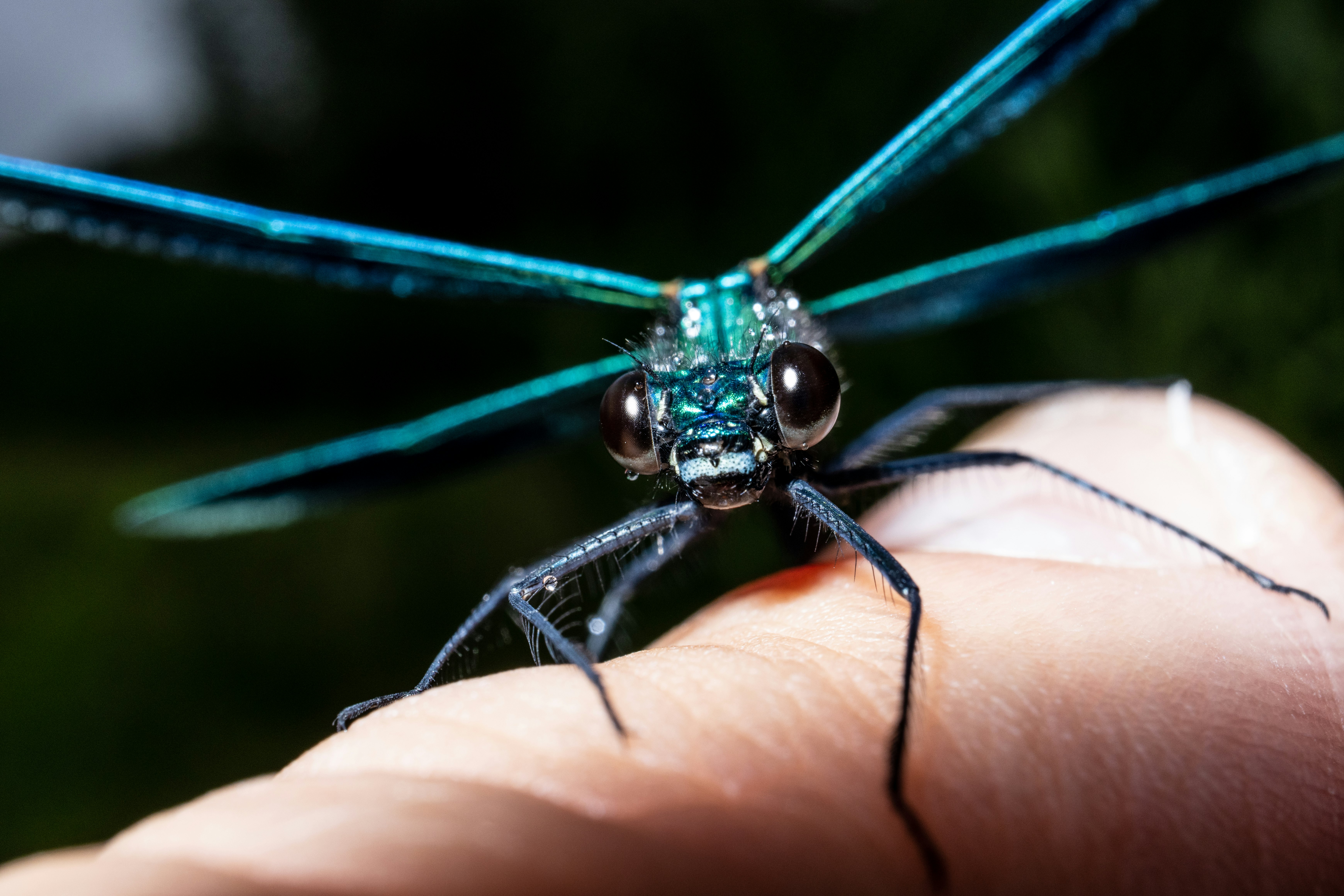 green and blue dragonfly on persons hand